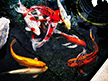 About Picrow Koi